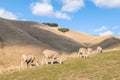 New Zealand rural landscape with flock of merino sheep Royalty Free Stock Photo