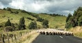 New Zealand rural landscape with sheep crossing the road Royalty Free Stock Photo