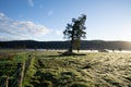 New Zealand rural sunrise landscape in morning light while mist hangs over land at foot of hills in distance Royalty Free Stock Photo