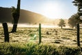 New Zealand rural sunrise landscape Royalty Free Stock Photo