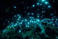 New Zealand`s glow worms in a dark cave Royalty Free Stock Photo