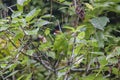 New Zealand`s Red-crowned parakeet or kakariki in the bush of Ulva Island of bigger Stewart Island, New Zealand.