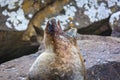 New Zealand sea lion yelling