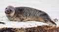 New Zealand sea lion (New Zealand) Royalty Free Stock Photo