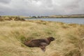 A New Zealand Sea Lion or Hookers`s Sea Lion sleeping in the grass at the shore of Surat Bay, New Zealand. Royalty Free Stock Photo