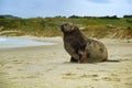 New Zealand sea lion - Phocarctos hookeri - whakahao lying on the sandy beach in the bay in New Zealand Royalty Free Stock Photo