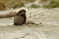 New Zealand sea lion - Phocarctos hookeri - whakahao lying on the sandy beach in the waves in the bay in New Zealand Royalty Free Stock Photo