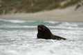 New Zealand sea lion - Phocarctos hookeri - whakahao lying on the sandy beach in the waves in the bay in New Zealand Royalty Free Stock Photo