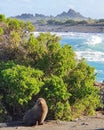 New Zealand Seal