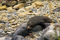 New Zealand Seal
