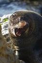 New Zealand seal