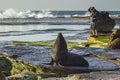 New Zealand seal