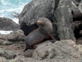 New Zealand Seals