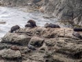 New Zealand Seals