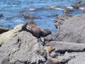 New Zealand Seals