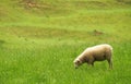 New Zealand sheep Royalty Free Stock Photo