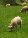 New Zealand sheep Royalty Free Stock Photo