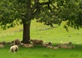 New Zealand sheep Royalty Free Stock Photo