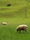 New Zealand sheep Royalty Free Stock Photo