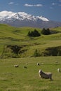 New Zealand sheep farm Royalty Free Stock Photo