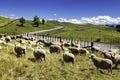 New Zealand sheep flock grazing in the beautiful green hill Royalty Free Stock Photo