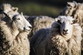 Sheep with full fleece of wool just before summer shearing Royalty Free Stock Photo