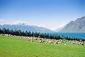 New Zealand Sheep Grazing Royalty Free Stock Photo