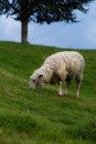 New Zealand sheep grazing on spring grass Royalty Free Stock Photo