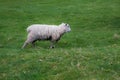 New Zealand sheep grazing on spring grass Royalty Free Stock Photo