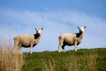 New Zealand sheep grazing on grassland Royalty Free Stock Photo