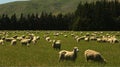 New Zealand sheep grazing peacefully on a green plain. Royalty Free Stock Photo