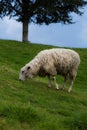 New Zealand sheep grazing on spring grass Royalty Free Stock Photo