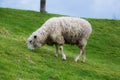 New Zealand sheep grazing on spring grass Royalty Free Stock Photo