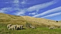 New Zealand Sheep Grazing Royalty Free Stock Photo