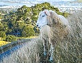 Sheep Hill Aukland