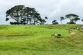 A New Zealand Sheep Station