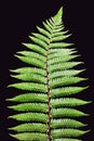 New Zealand Silver Fern isolated on black background