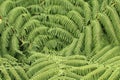 New Zealand silver fern trees Koru viewed from above Royalty Free Stock Photo