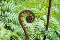 New Zealand silver fern unfurling frond with blurred background Royalty Free Stock Photo