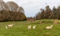 New Zealand Small Sheep Farm Royalty Free Stock Photo