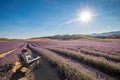 NEW ZEALAND, SOUTH ISLAND, MOUNT COOK HIGHWAY, NZ ALPINE LAVENDER - JANUARY 2016: An unidentified tourist sits, relaxes and enjoys