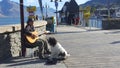 Street performer and his pet dog duo singing in Queenstown Royalty Free Stock Photo