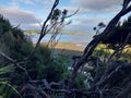 New Zealand, Stewart Island, Rakiura Track