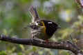 Cute Hihi Bird, New Zealand, Forest Backdrop