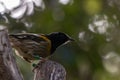 Hihi Bird, New Zealand, Forest Backdrop
