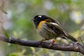 Hihi Bird, New Zealand, Honey Eater Tongue