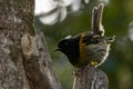 Male Feathers Of New Zealand Stitchbird / Hihi Honey Eater