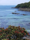 New Zealand summer: diving at marine reserve Royalty Free Stock Photo