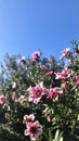 New Zealand Tea-tree with blue sky background. Royalty Free Stock Photo