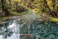 New Zealand temperature rainforest with fern trees submerged in water creek